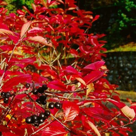 The Fascinating Journey of Aronia melanocarpa Through Autumn